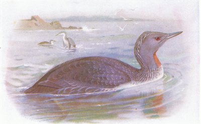 Red Throated Diver by Archibald Thorburn